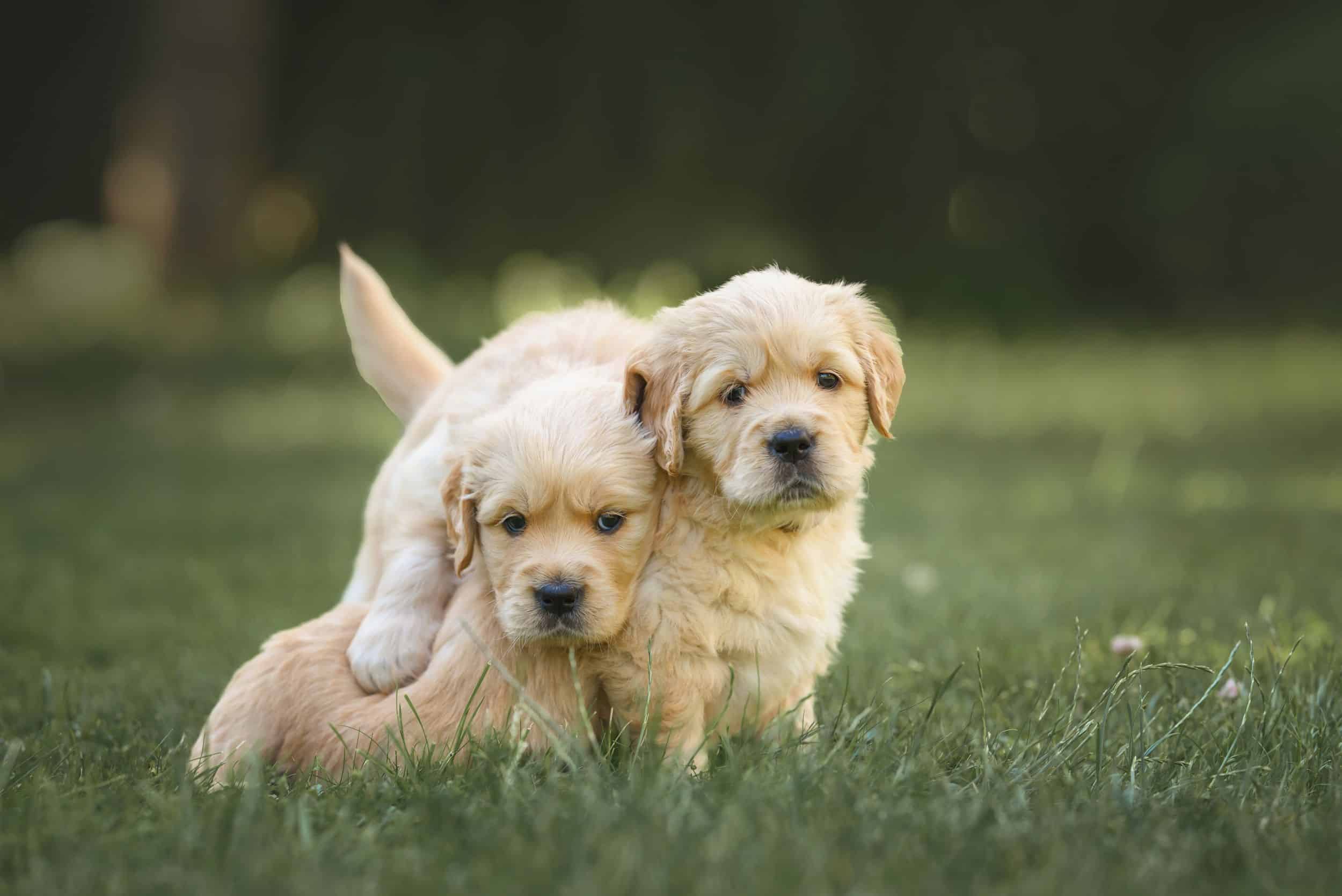 two puppies at the pet-friendly wilmington apartments the nest